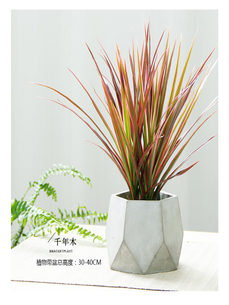 解锁宁波镇海专业植物租赁的精彩篇章